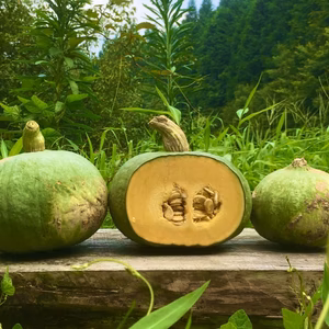 【限定販売】固定種かぼちゃの 5キロ以上セット！自然栽培・旨み野菜！無農薬栽培！