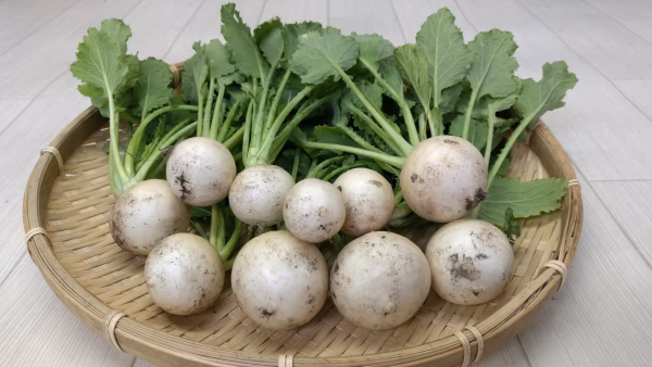 【おすすめ商品】葉つき白蕪【スズシロ】　農薬不使用（無農薬）栽培