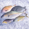 金寿カンパチ増量！おまかせ3魚種　刺身用ブロックセット