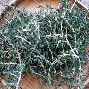 生！！ローズマリー（匍匐性）２０g