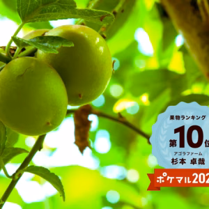 ☆送料無料☆ 爽やかな初夏の香り 和歌山県産 梅（2種類） ご家庭用