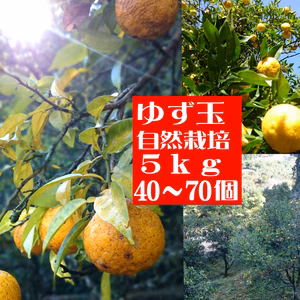 本場高知県産！ゆず玉5ｋｇ（40～70個・農薬：栽培期間中不使用）