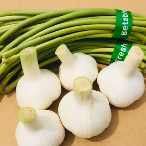 【季節限定】 数量限定！くわはら農園の生にんにく(新にんにく)とにんにくの芽