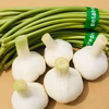 【季節限定】 数量限定！くわはら農園の生にんにく(新にんにく)とにんにくの芽