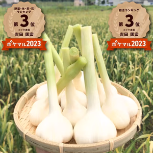 青森県産！最高級品種 ホワイト６片の掘りたて生にんにく【６月後半頃から発送】