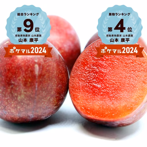 6月中下旬発送予約【濃厚食感】”完熟”メスレースモモ【サクランボサイズ】