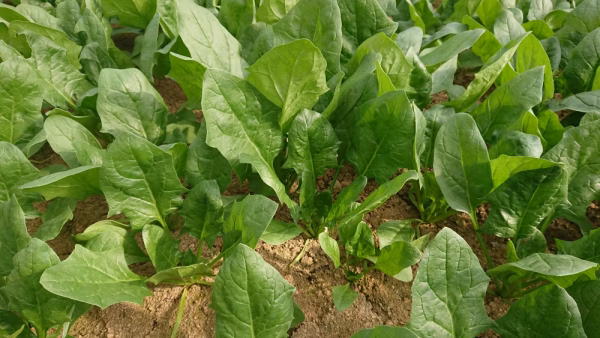 「訳あり」無農薬で作った、小さめサイズほうれん草170g×8袋