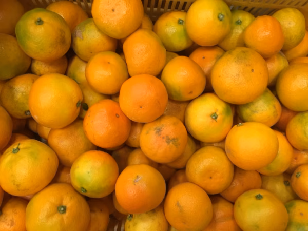 紀州 和歌山産   ゆら早生 みかん