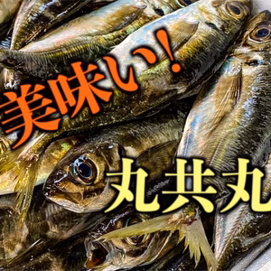 アジ　秋田県産　