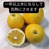 　河内晩かん　和のグレープフルーツ