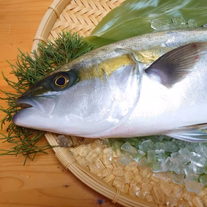 在庫処分のため割引中！【ハイブリッド魚種】朝どれ鮮魚『養殖ブリヒラ』神経〆付