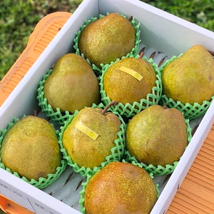 減農薬 希少!大玉 ラフランス 2kg/3kg 山形県 ギフト秀品 11月上旬〜