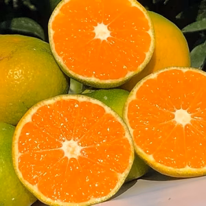 ★秋の味覚★　早熟温州みかん（２S～２L）　太良みかん　（たら）みかん