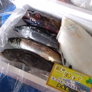 【匠の活〆】季節の魚詰め合わせセット