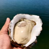 旨味もサイズも超ド級 濃厚岩牡蠣 能登キング 能登七尾湾からお届け ６個セット