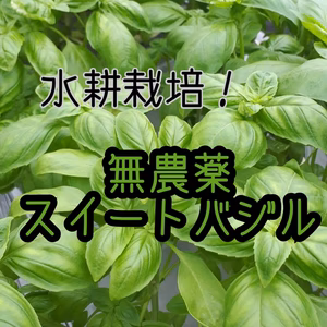 香り溢れる無農薬スイートバジル