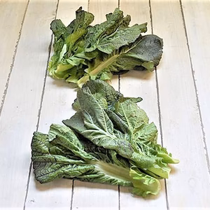 高菜 (青葉種）　農薬不使用（無農薬）栽培