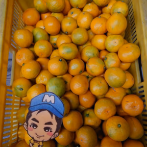 一度は食べてみて♪和歌山県紀の川市産 まーくん家のゆら早生