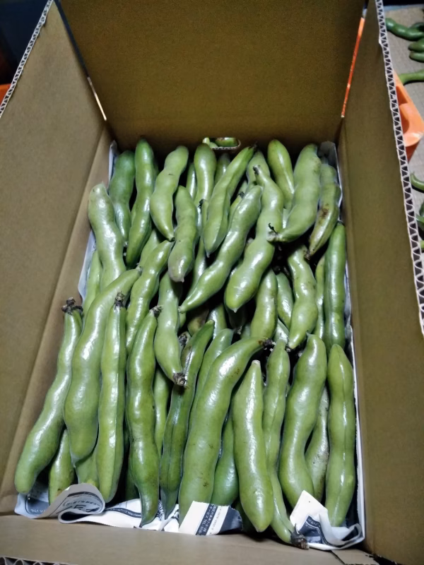 3粒、2粒さや混在3キロ南房総ソラマメ　箱は再利用品を使います