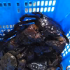水なしタイプ 松島のモクズガニ 大サイズ1ｋg～ ツガニ もくずがに 