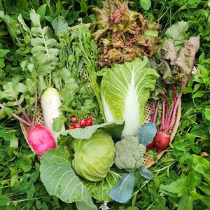 信州春野菜セット【10品目】