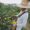【贈答用】樹上完熟❢❢  （有田みかん）懐かしの味！夕やけみかん(日南）