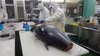 【深浦産天然本マグロ】赤身・中トロ・大トロセット(550ｇ）