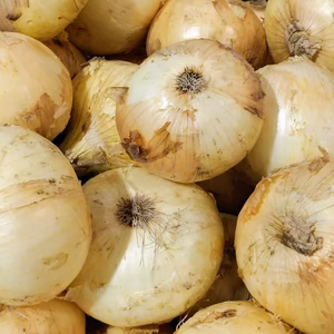 【ポケマル最安値】新玉ねぎ2kg200円✨10kg800円 訳あり 収穫数限り
