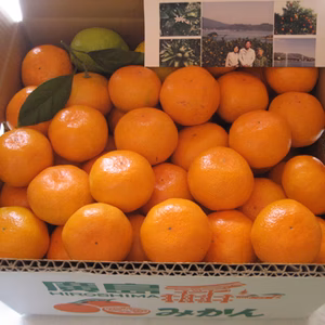 みかん (10kg) 有機肥料100%！化学合成農薬半分！