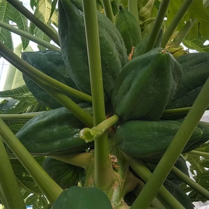 パパイヤ　約2kg　青パパイヤ　高知県産    一年中注文OK　3玉-5玉