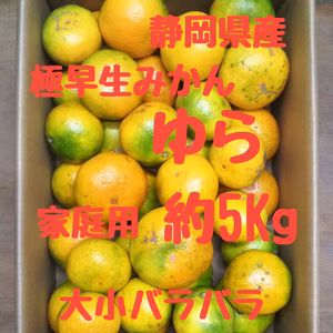 ラストセール　静岡県産　極早生みかん　ゆら　家庭用約5㎏