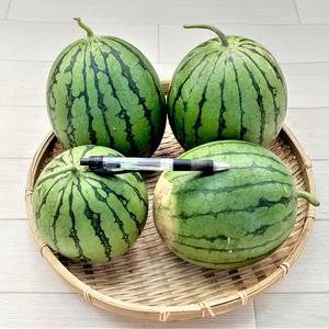 小玉西瓜（枕西瓜共）農薬不使用（無農薬）栽培
