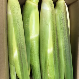 今が旬です　万能野菜　マコモダケ　箱込み1kg