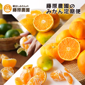 みかんのサブスク｜定期便（頒布会）始めました。毎月旬のカンキツを産地直送でお届け