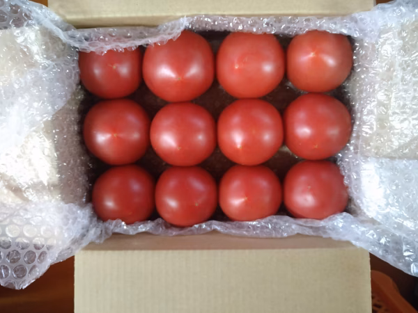 （お試し）有機質ボカシ肥料を使った完熟トマト 1.5kg 12玉入り