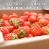 ジャム加工におすすめ！宮城県産 イチゴ(小粒) 