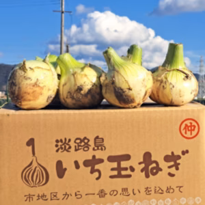 【訳あり】淡路島新玉ねぎ10kg【野菜ソムリエサミット金賞】