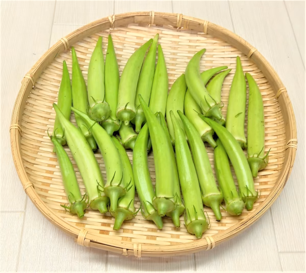 【夏のおススメ野菜】山口県伝統野菜「白オクラ」　農薬不使用（無農薬）栽培