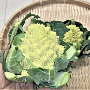 農薬不使用（無農薬）栽培　ロマネスコ