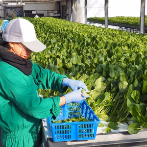 【JGAP認定農場】バラ売り！ごまの風味がたまらない！水耕栽培のルッコラ！常温便
