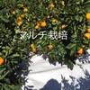 紀州 和歌山産   ゆら早生 みかん