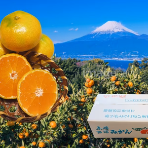 みかん【品種 日南 】  訳ありみかん 西浦みかん 極早生