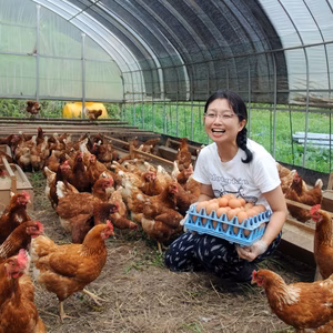 山で自然養鶏 平飼有精卵40個「ほんまの卵」