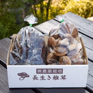 定番しいたけ500ｇ＆生きくらげ500ｇ セット