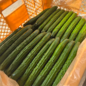 【リピート確定】篤壌胡瓜　５ｋｇ　（秀品）