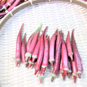 【夏のおススメ野菜】赤丸オクラ　農薬不使用（無農薬）栽培