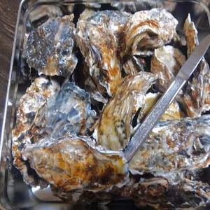 無選別蒸し缶２ｋｇ(約２５粒) 牡蠣 宮城県産殻付き カンカン焼きガンガン焼き
