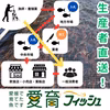 【愛育フィッシュ】朝どれ鮮魚『養殖ハマチ』神経〆付
