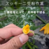 濃厚な味わい！ズッキーニ / 農薬不使用