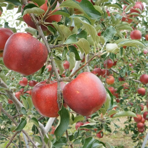 信州産(共和産)  生産農家直送りんご【秋映】 7入 約3kg